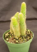 4" Cactus Monkey Tail - Orange